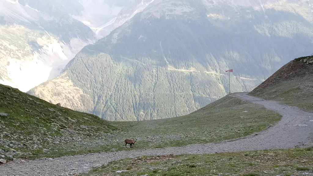 A gravel trail curving across an alpine meadow, an ibex beside it, a forested valley and glaciers beyond